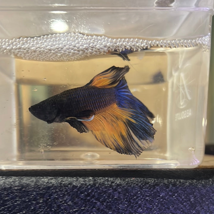 Bettas Buy Betta Fish (Fighting Fish) Online Australia Tropical