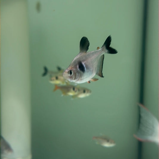 Black Phantom Tetra (Hyphessobrycon megalopterus)