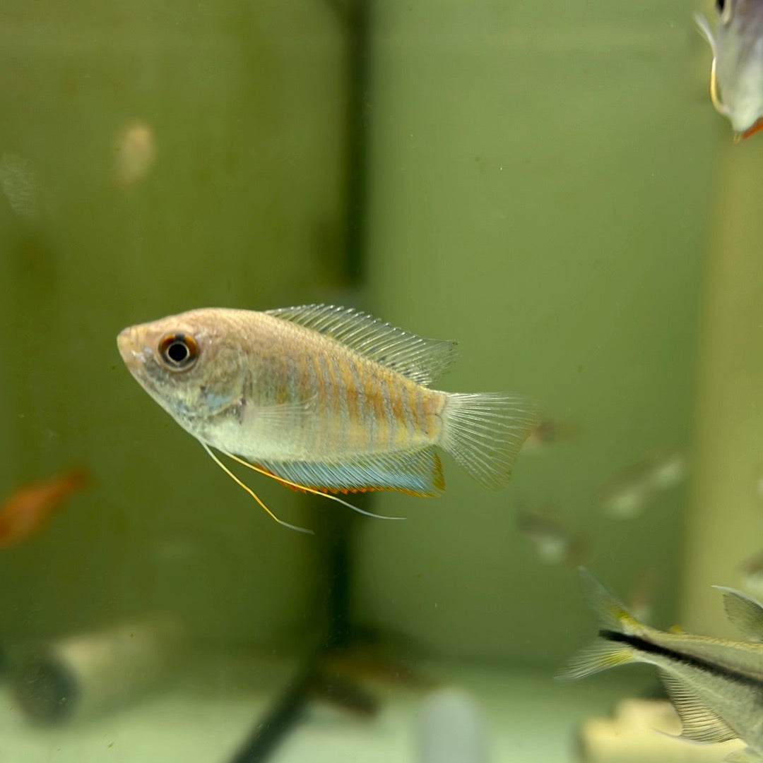 Indian Banded Gourami Tropical Aquarium