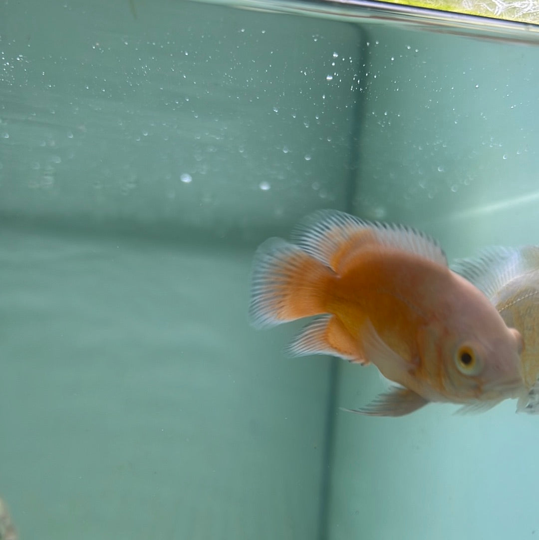 Chilli Red Oscar (Astronotus ocellatus)