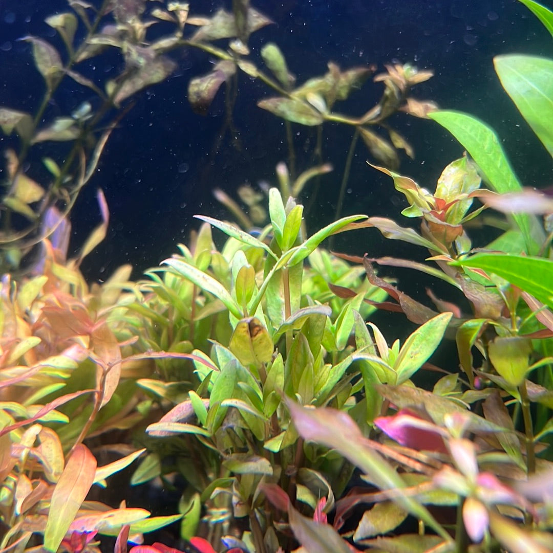 Nesaea Triflora P092 – Tropical Aquarium