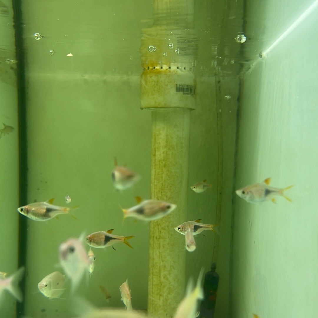 Harlequin Rasbora (Trigonostigma (Rasbora) heteromorpha) Tropical