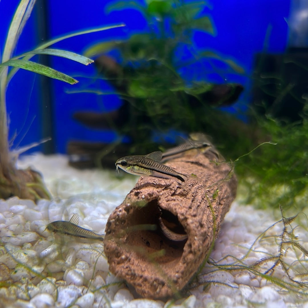 Pygmy cory (Corydoras Pygmaeus)