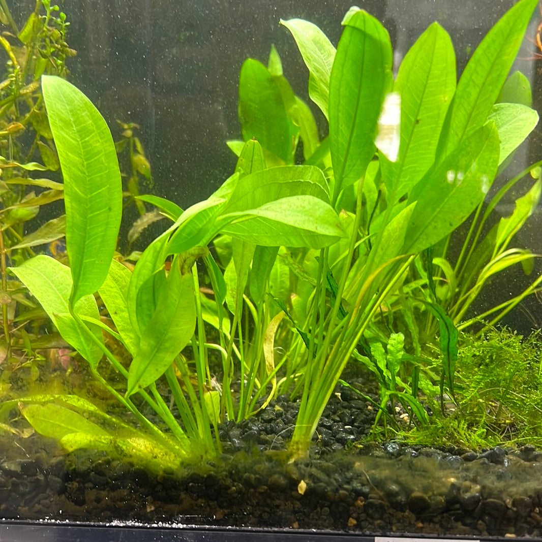 aquarium decoration ideas