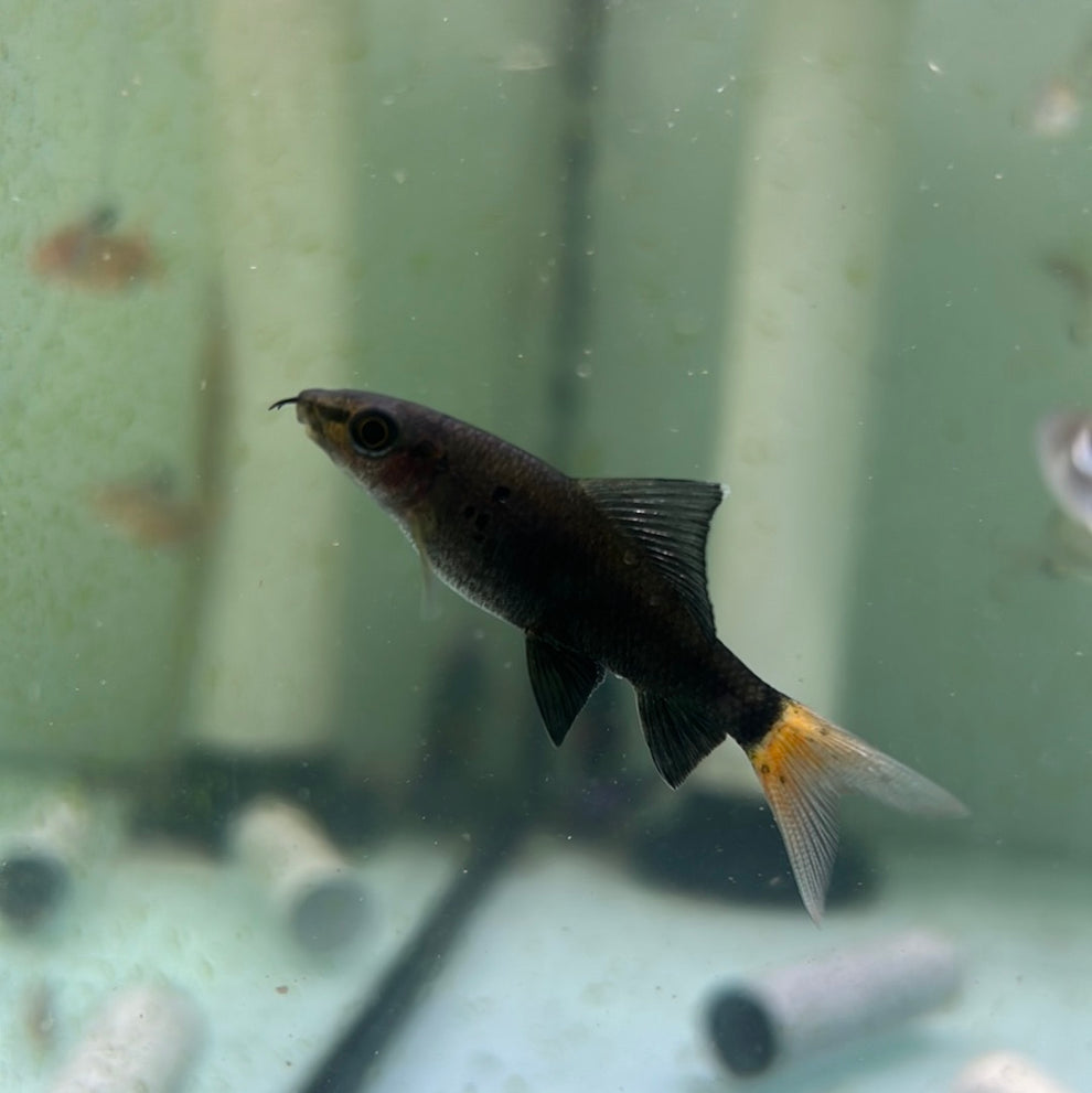 Red Tail Black Shark (Epalzeorhynchos bicolor) Tropical Aquarium