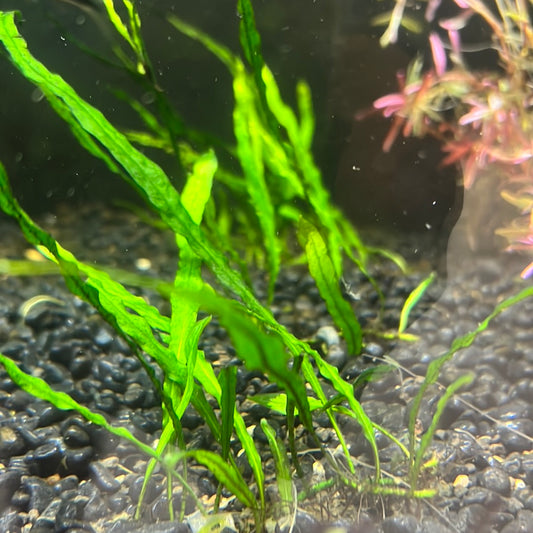 Needle leaf java Fern