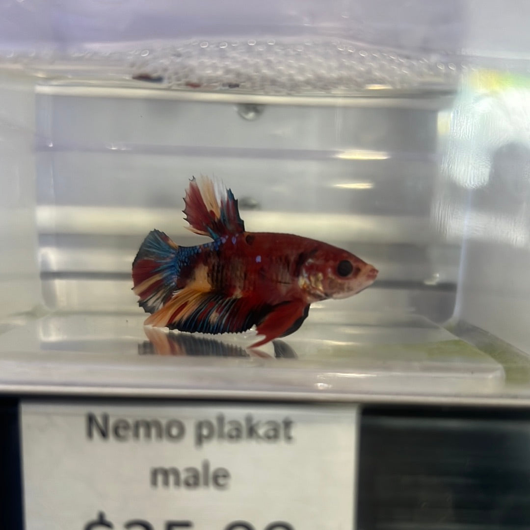 Aquarium betta clearance splendens