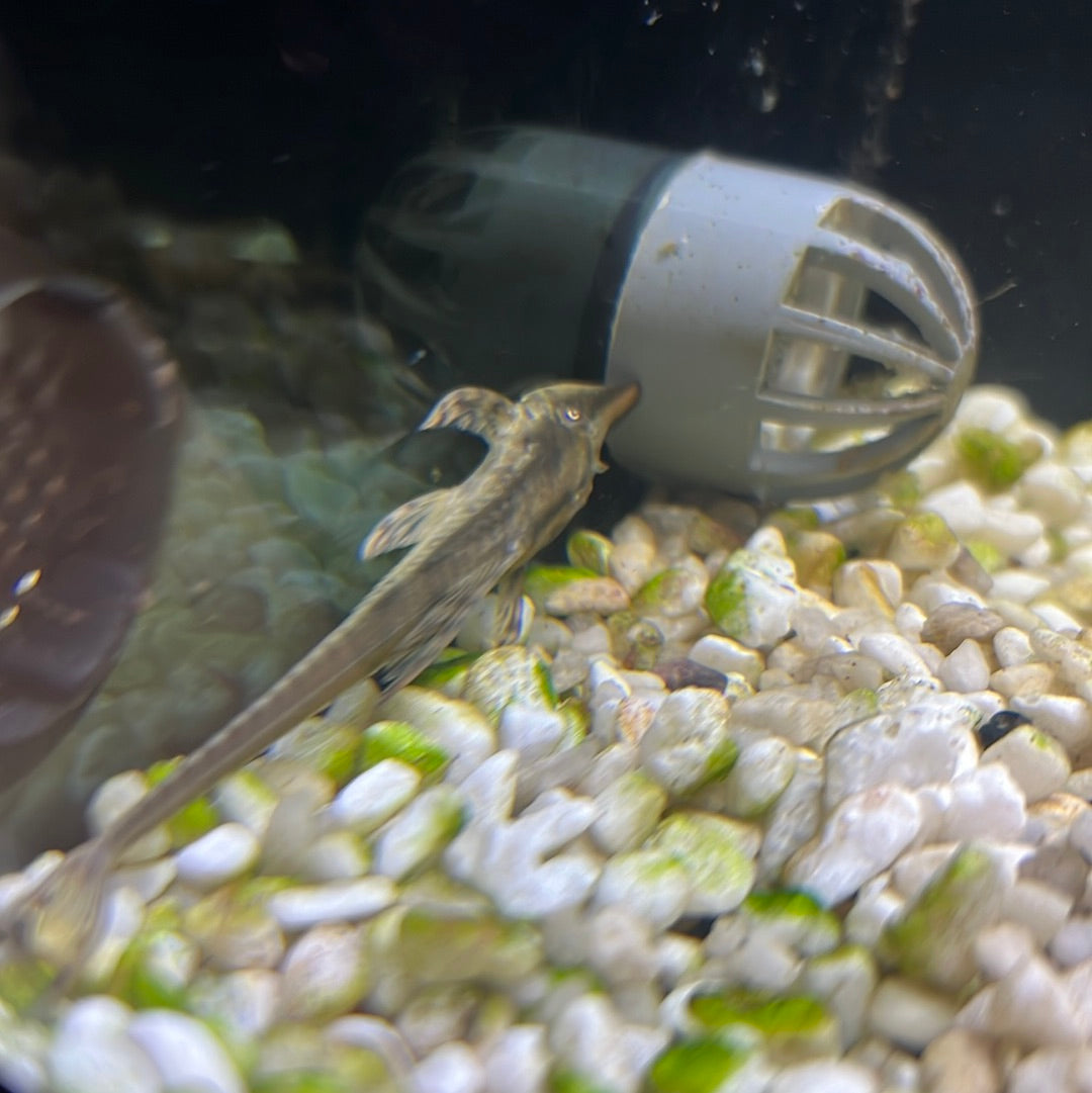 Longnose Whiptail Catfish (Sturisoma Barbatum)