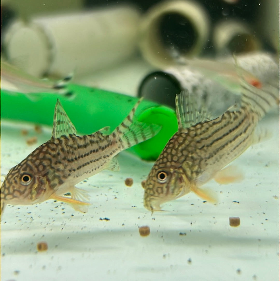 Sterbai Corydoras (Corydoras sterbai)