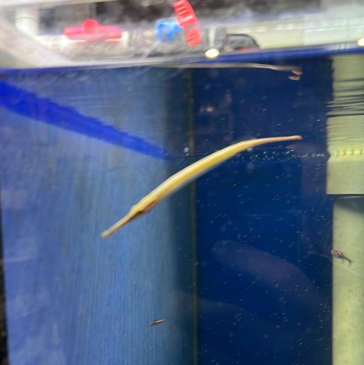 Pipefish - Freshwater Short Snout (Doryichthys martensii) – Tropical ...