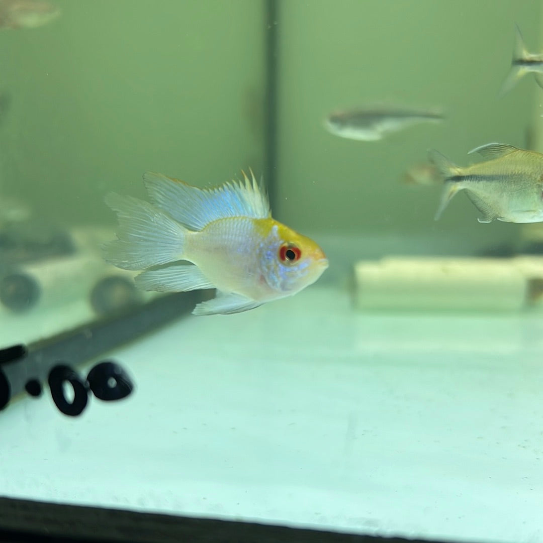 Electric Blue Balloon Rams (Mikrogeophagus ramirezi) – Tropical Aquarium