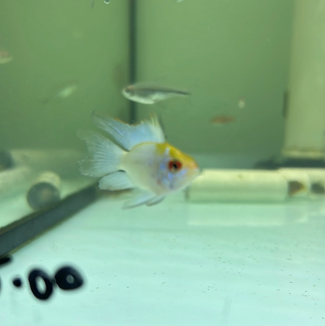 Electric Blue Balloon Rams (Mikrogeophagus ramirezi) – Tropical Aquarium