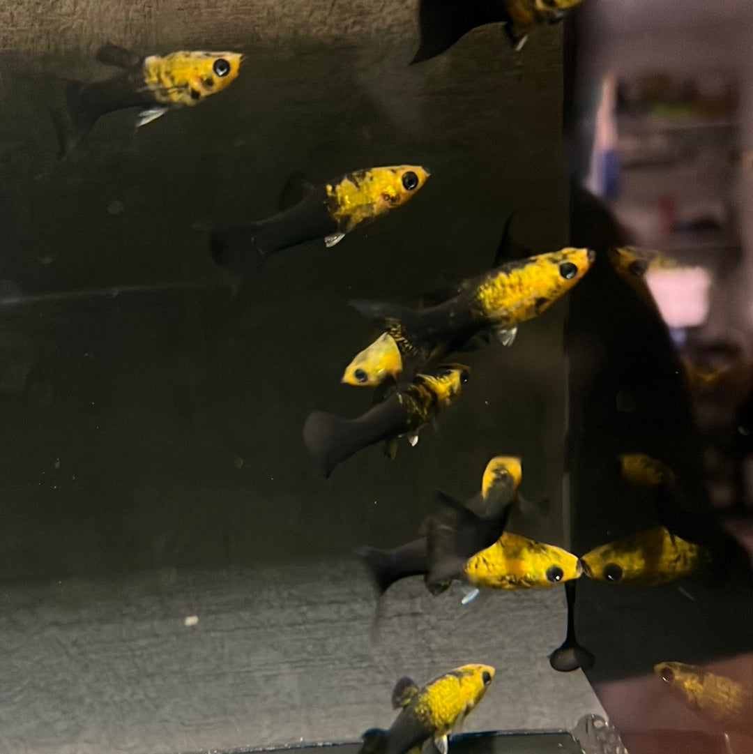 Mini Mollys Black And Gold Lyretail  (Poecilia sphenops)