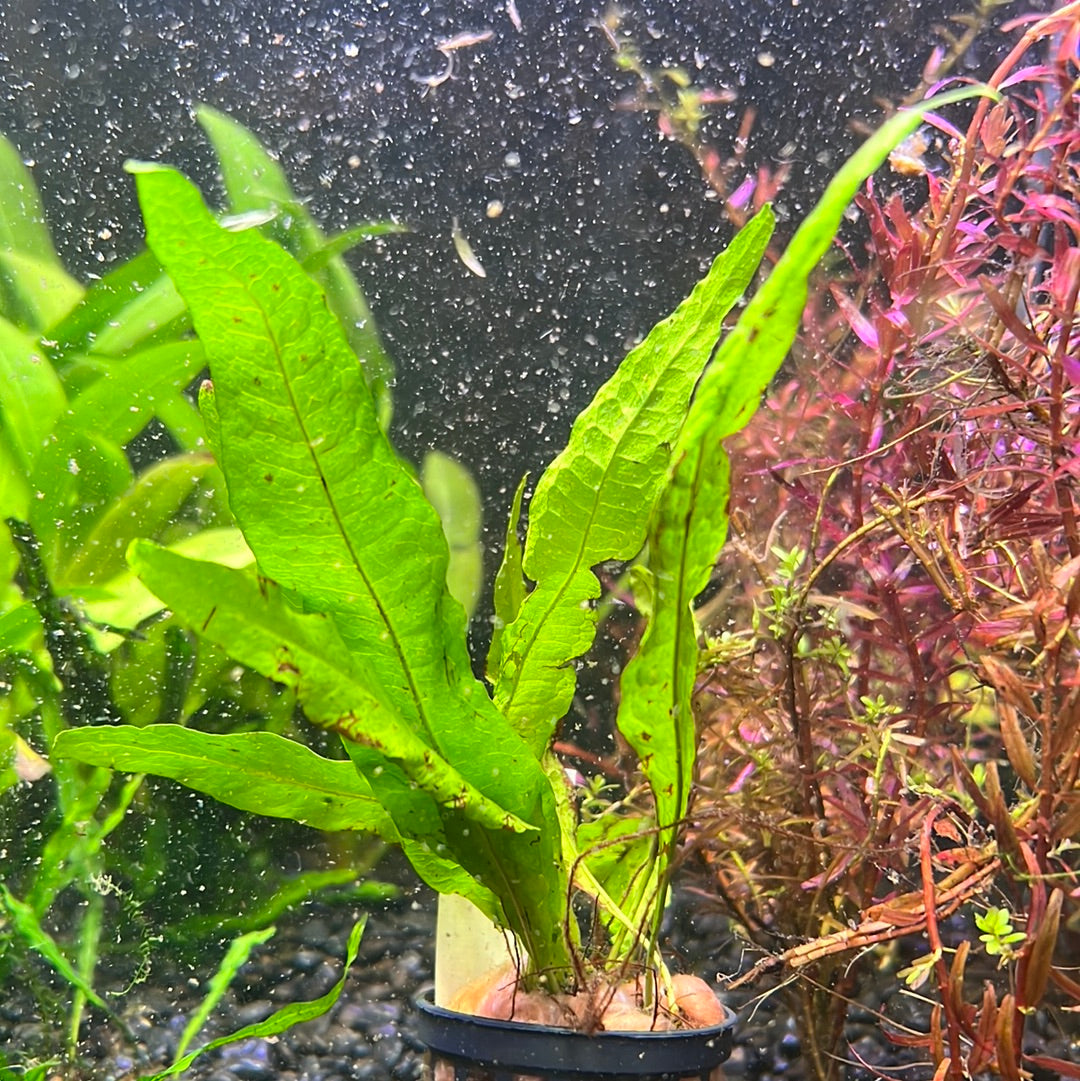 Java fern (Microsorum pteropus) P080 – Tropical Aquarium