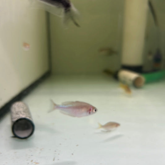 Neon Rainbowfish (Melanotaenia praecox)