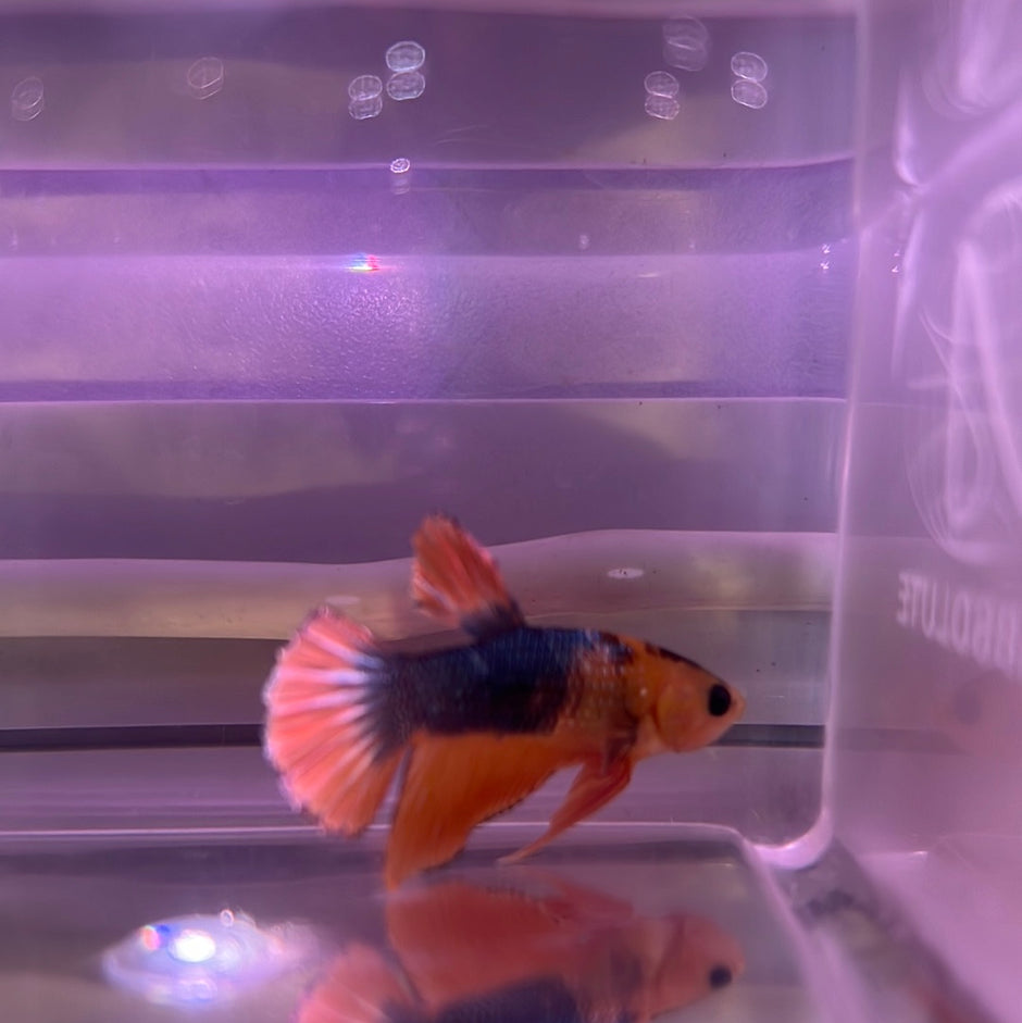 Bettas Buy Betta Fish (Fighting Fish) Online Australia Tropical