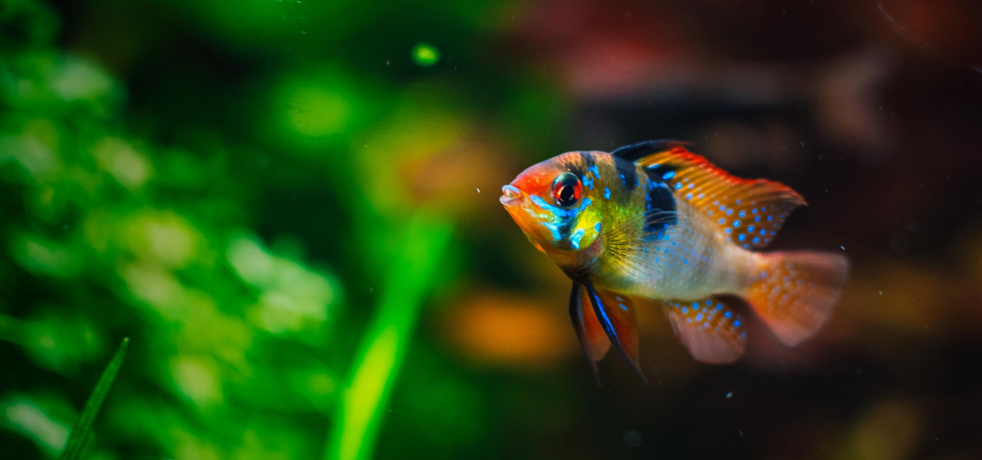 Aquarium products online clearance australia