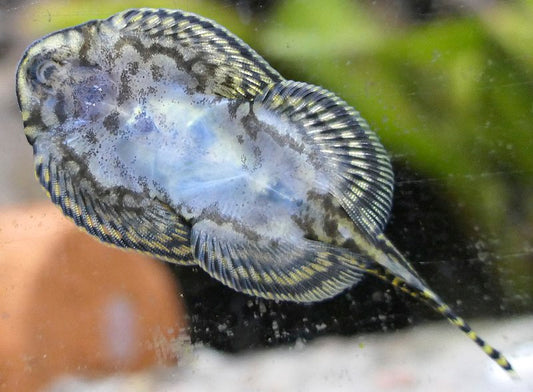 Borneo Sucker (Pseudogastromyzon myersi)