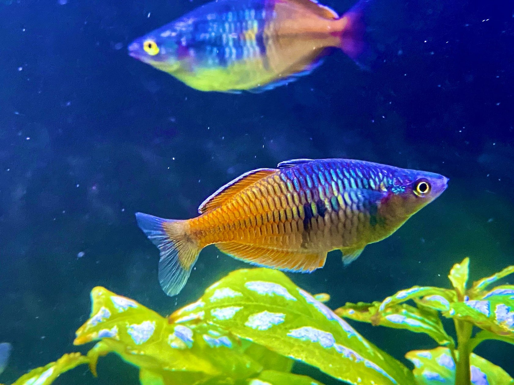 Boesemani Rainbow – Tropical Aquarium