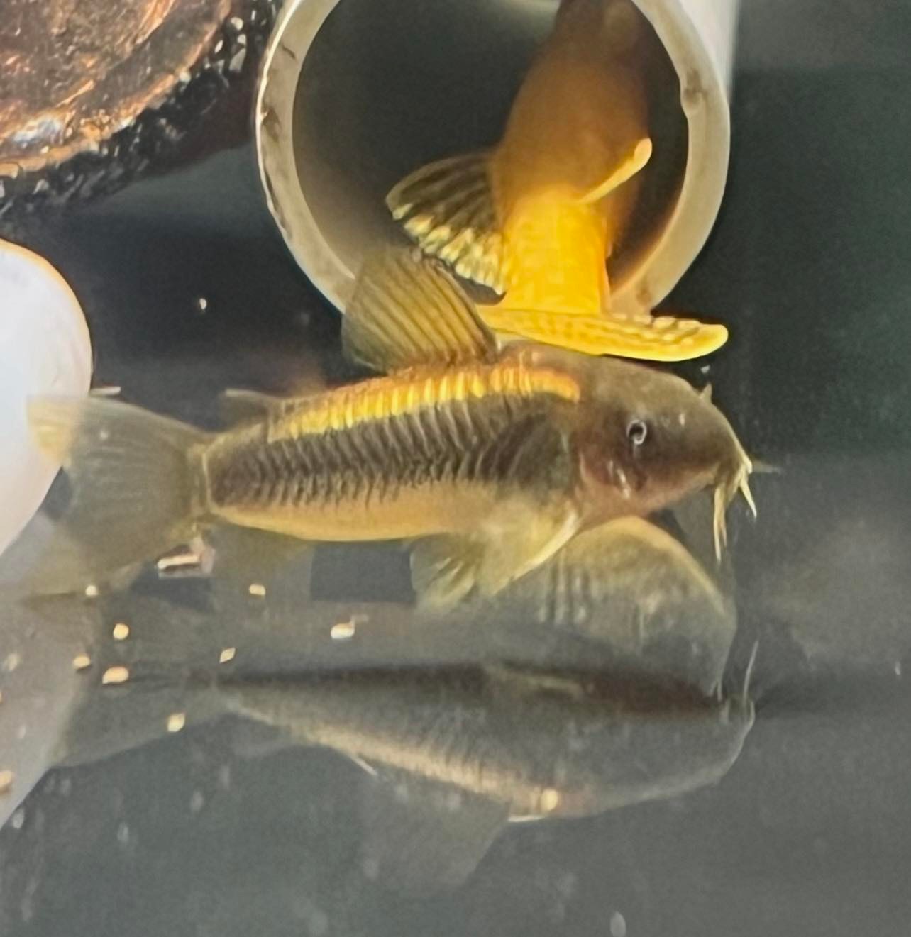 Gold Laser Corydoras (Corydoras sp neon gold)