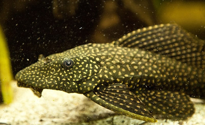 Gold Spot Pleco L001 (Pterygoplichthys joselimaianus) – Tropical Aquarium