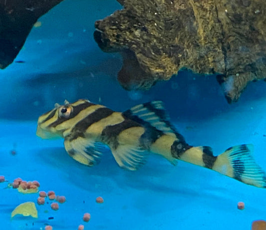 L015 Candy Striped Pleco (Peckoltia vittata)