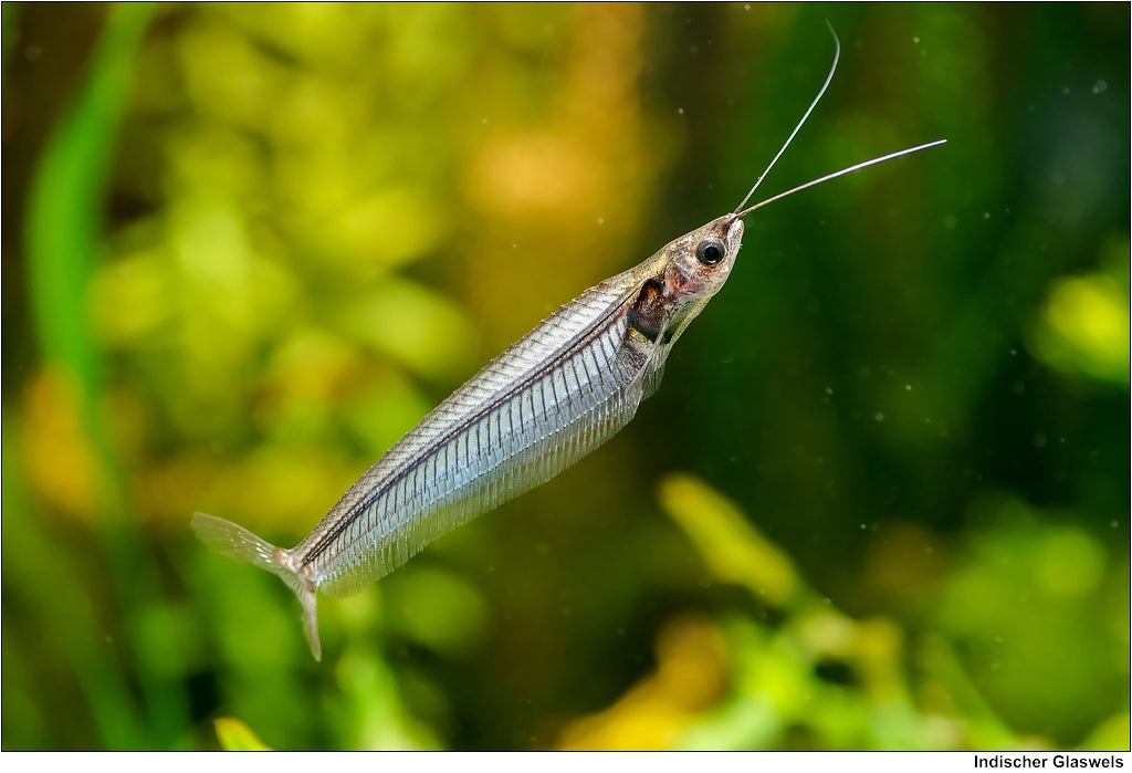 Phantom Glass Catfish (Kryptopterus bicirrhis)