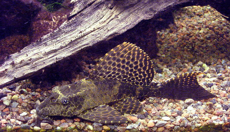 Sailfin Pleco (Pterygoplichthys gibbiceps)