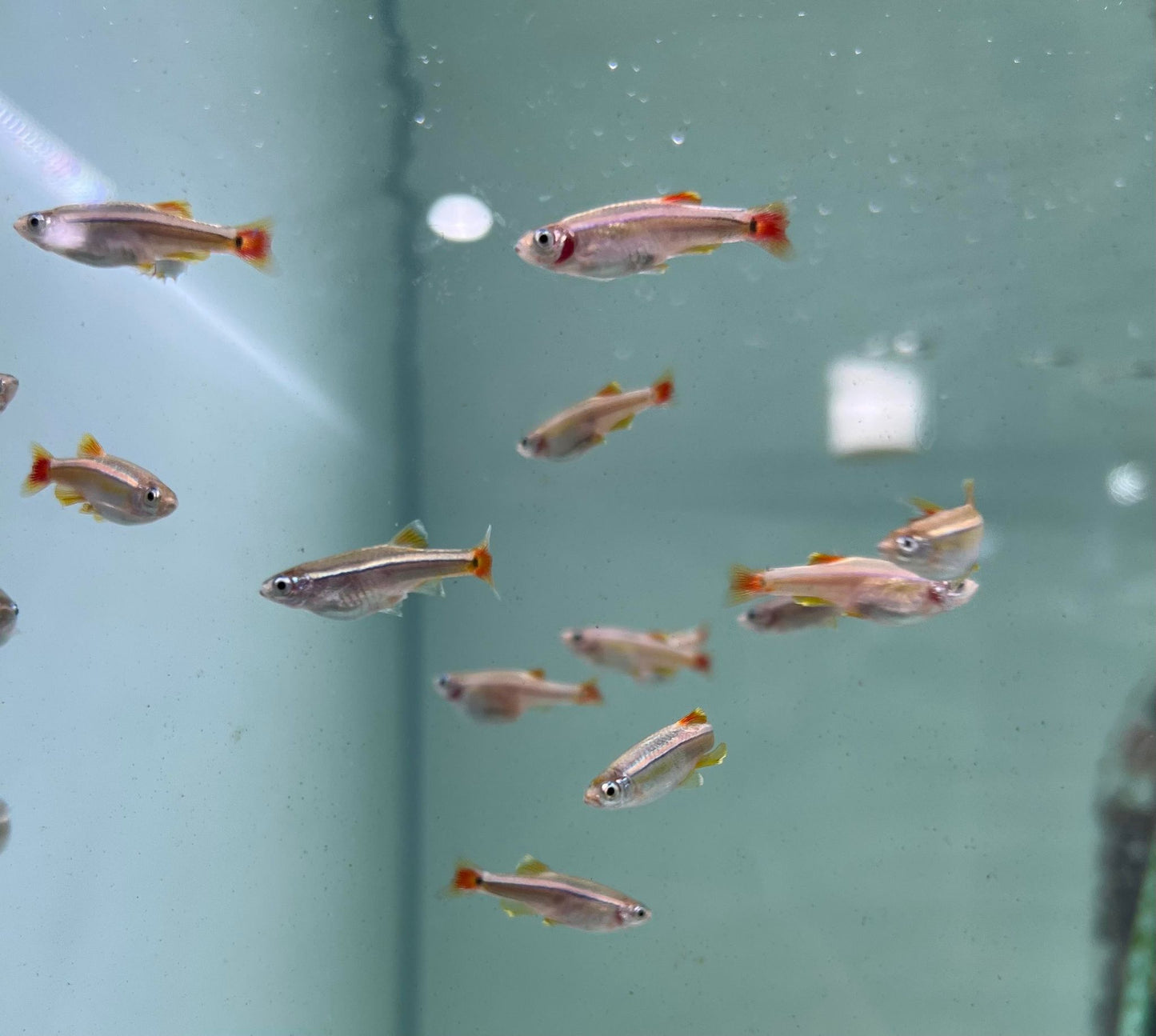 White Clouds /mountain minnows (Tanichthys albonubes)