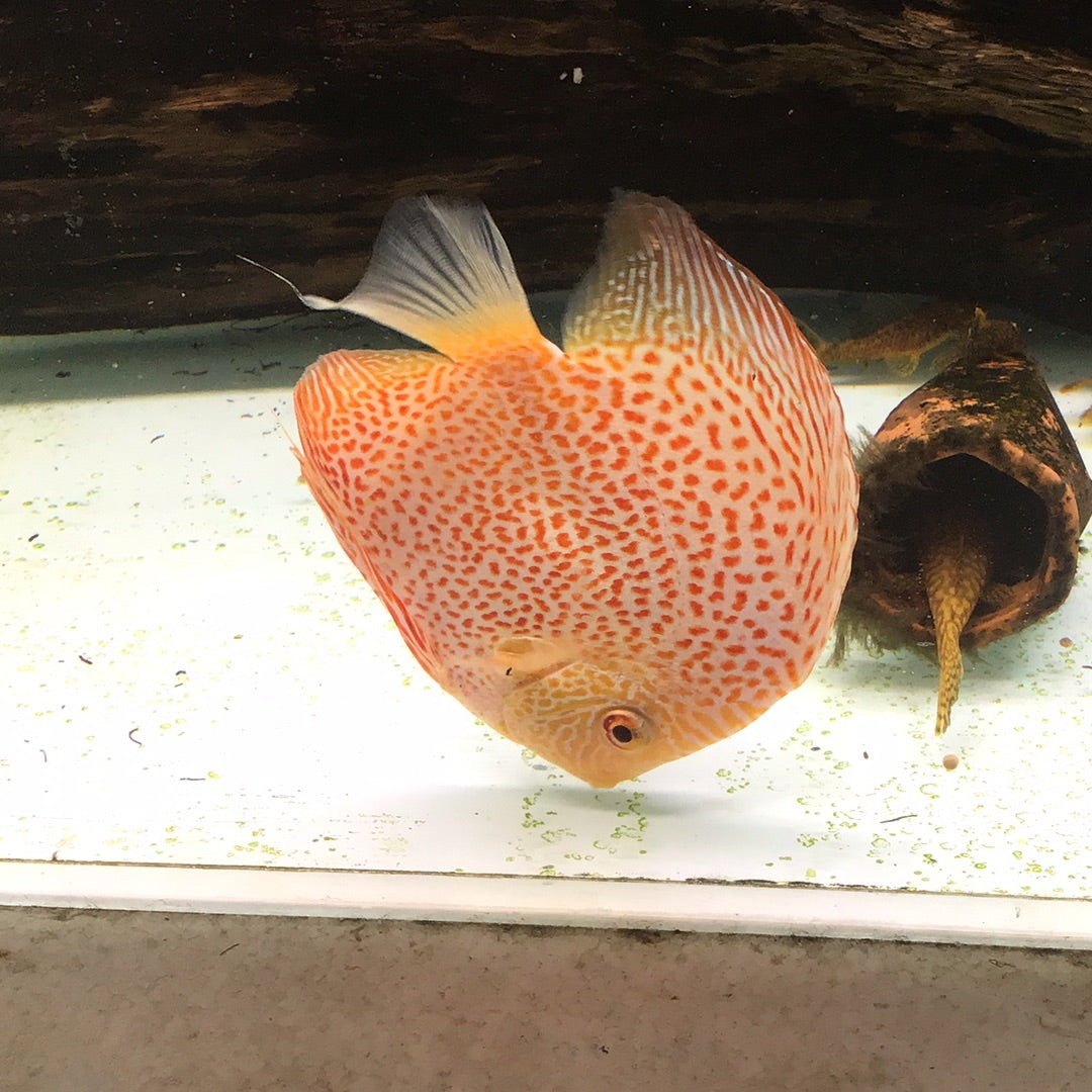 Erruption Discus Spotted Eruption Discus (Symphysodon sp.) – Tropical Aquarium