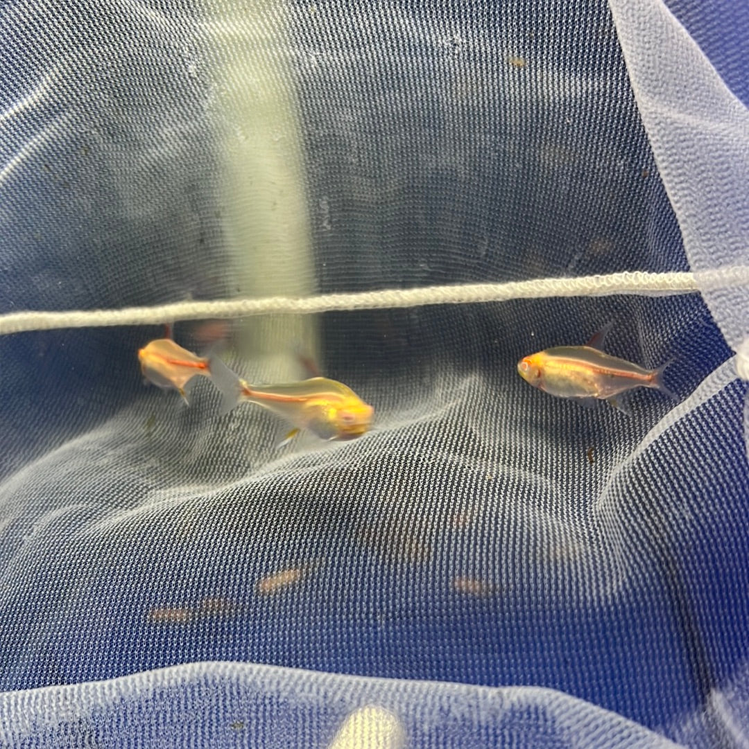 Albino Glo Light Tetra – Tropical Aquarium