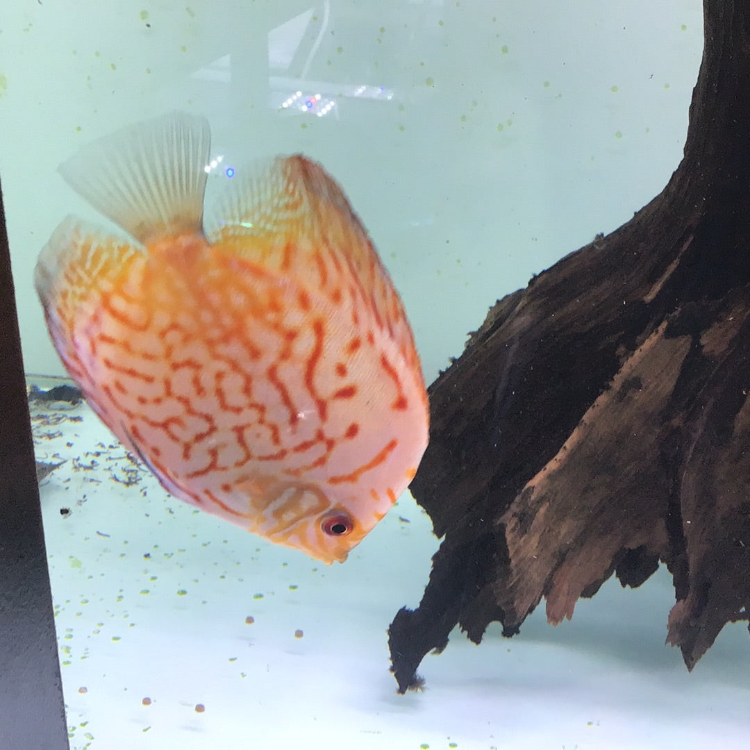 Flora Pigeon Discus (Symphysodon sp.)