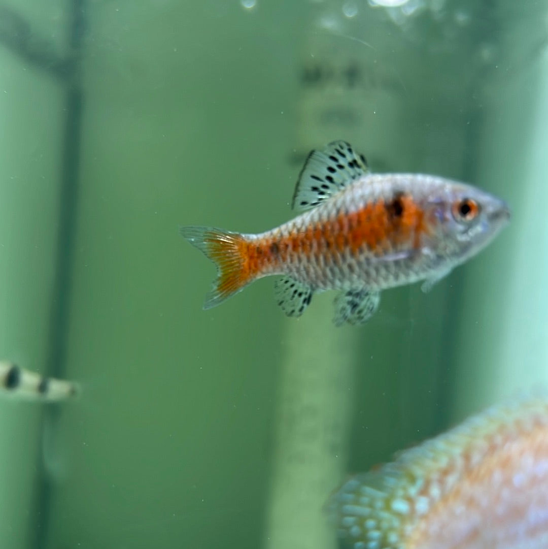 Black Ruby Barb (Puntius nigrofasciatus) – Tropical Aquarium