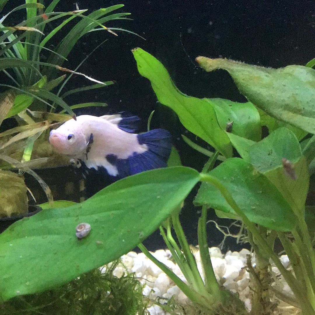 Panda betta best sale for sale