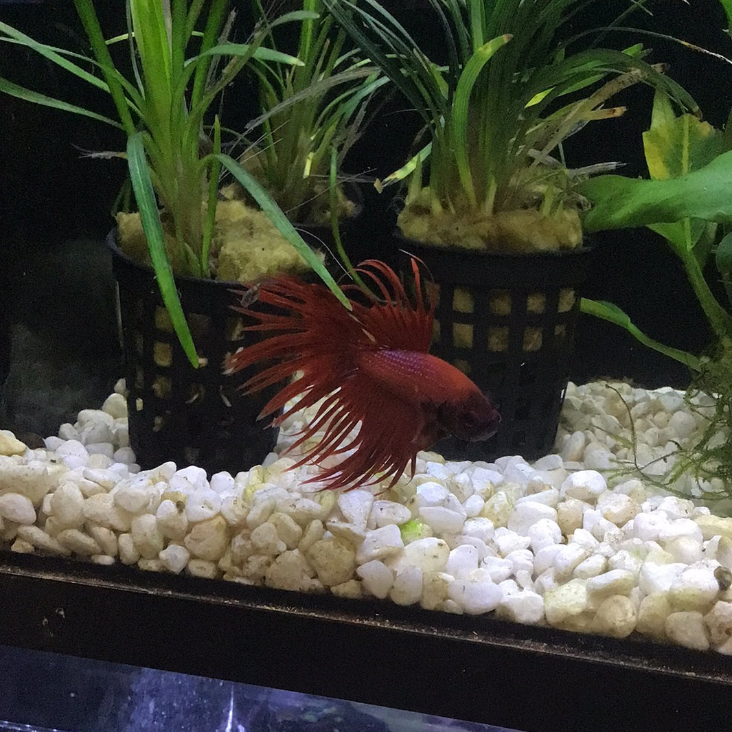 Bettas - Buy Betta Fish (Fighting Fish) Online Australia – Tropical ...
