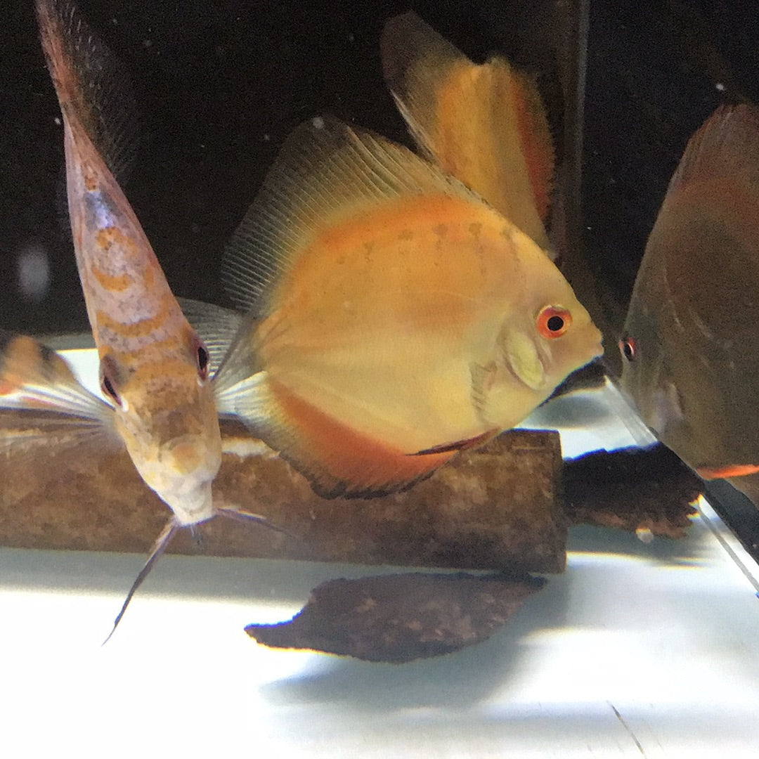 Yellow Sunset Discus Golden Sunset Discus (Symphysodon sp.) – Tropical Aquarium