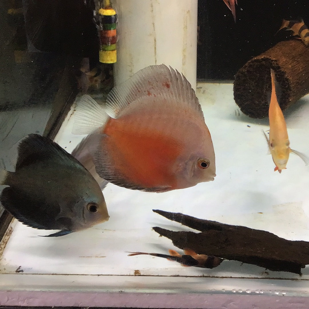 Red And White Discus (Symphysodon sp.)