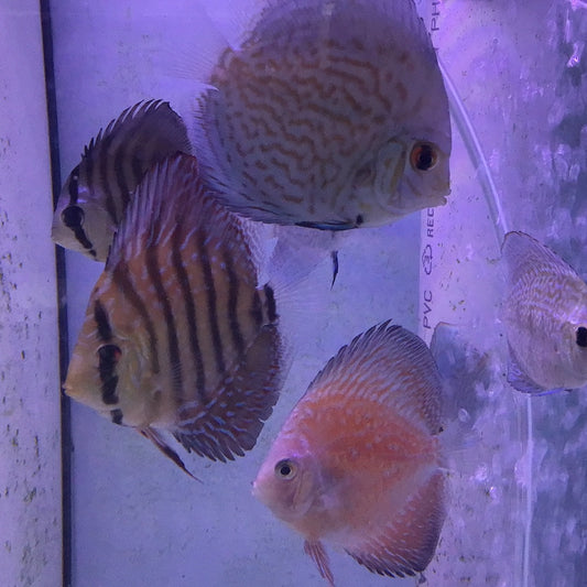 Assorted Discus (Symphysodon sp.)