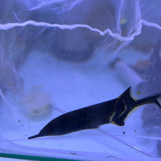 Elephant Nose (Gnathonemus petersii)