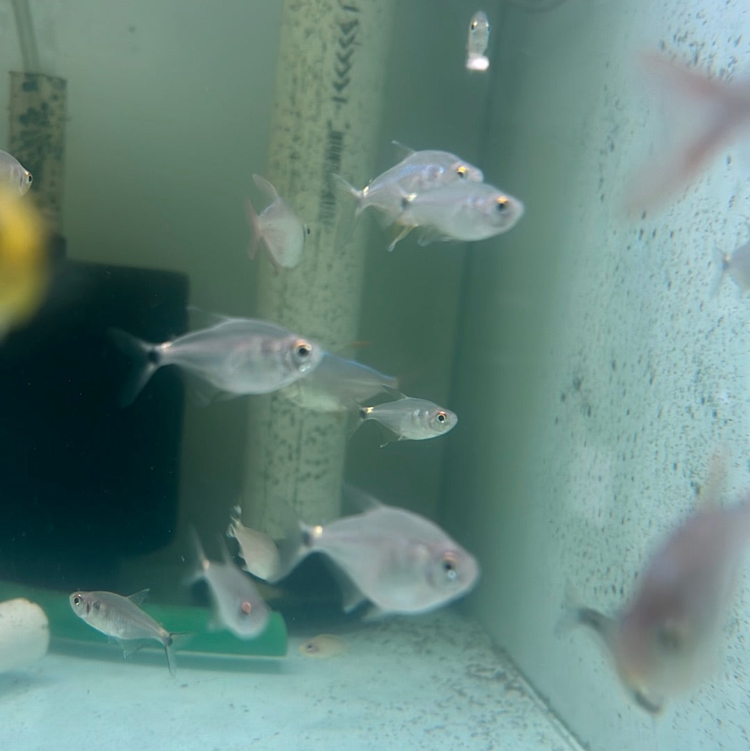 Head and tail Light Tetra (Hemigrammus Ocellifer)