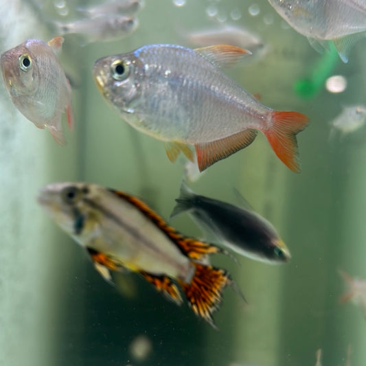 Colombian Red/blue Tetra (Hyphessobrycon columbianus)