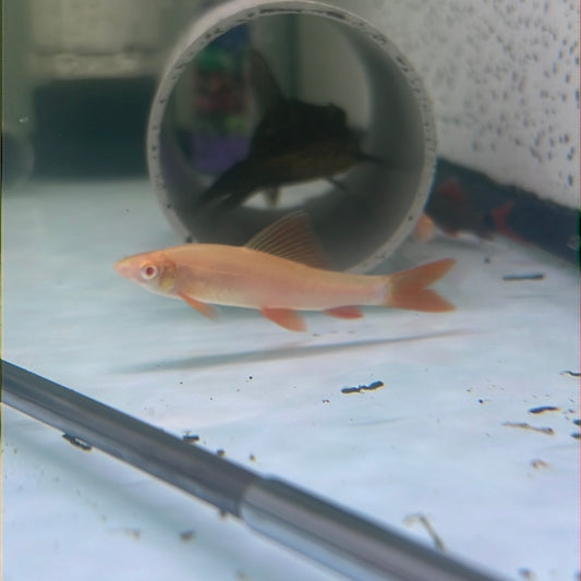 Albino Rainbow Shark (Epalzeorhynchos frenatum)