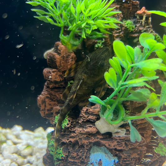 L002 Tiger Pleco (Panaqolus/Panaque sp)