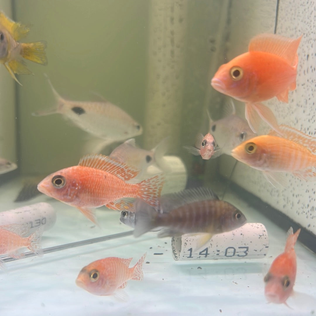 Assorted Peacock Cichlid