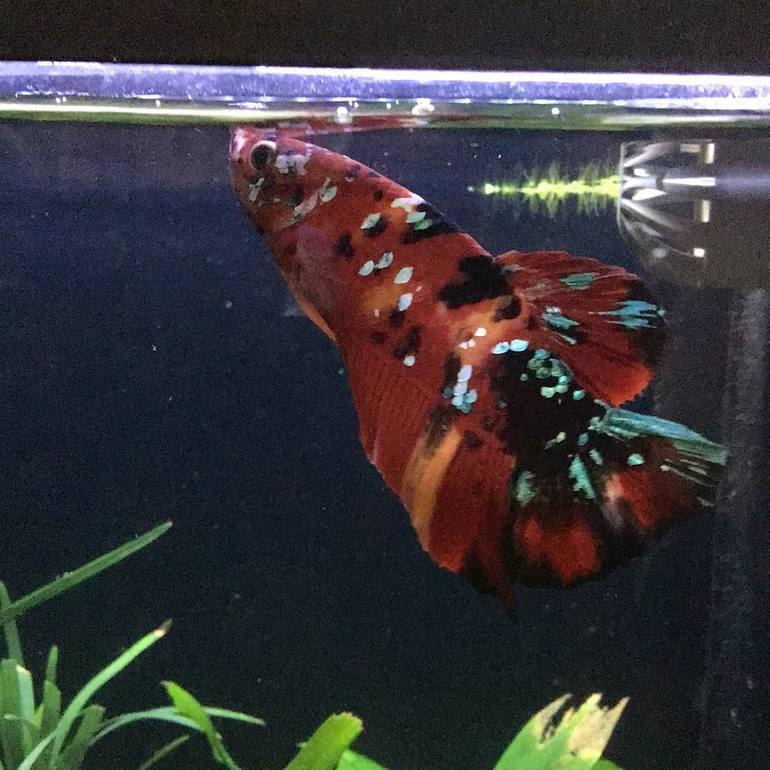 Giant Koi Galaxy