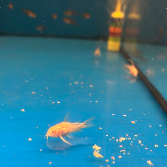 Albino Peppered Corydoras