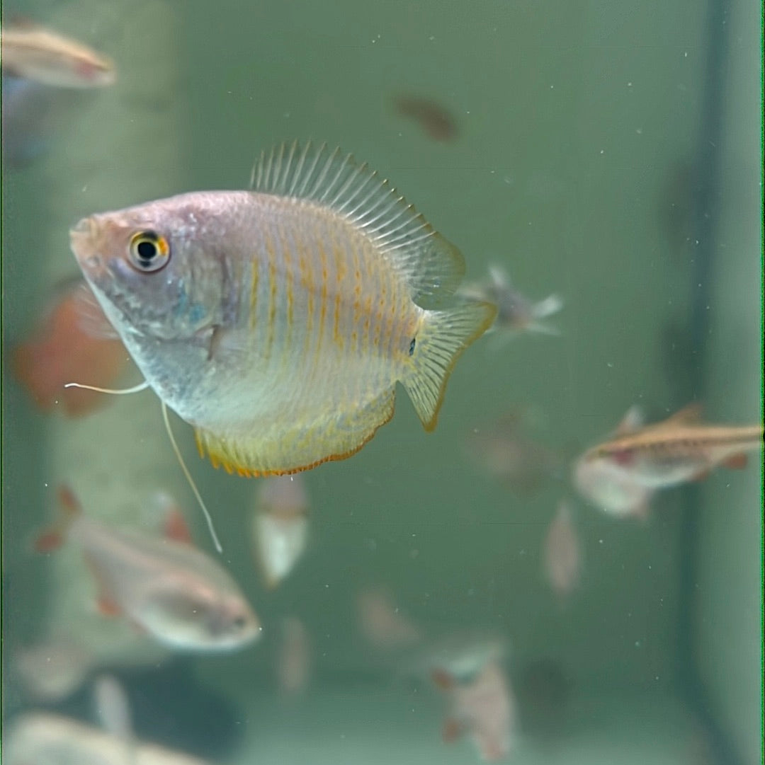 Beautiful view of Ocean Born Food For Dwarf Fish