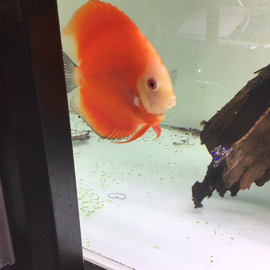Red Melon Discus (Symphysodon sp.)