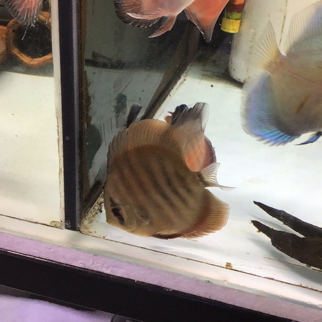 Solid Red Cover Discus (Symphysodon sp.)