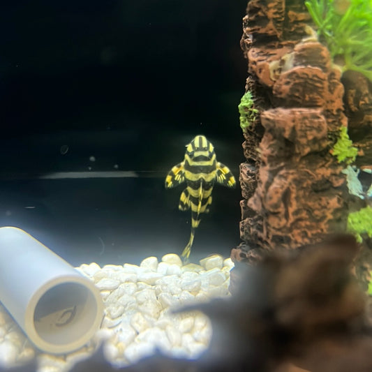 L134 Leopard Frog Pleco (Peckoltia Compta)